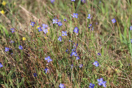 Heliophila africana, photograph 2