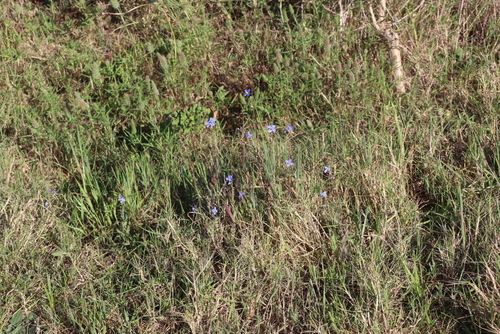 Heliophila africana, photograph 3