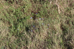 Heliophila africana, photograph (c) Tony Rebelo, some rights reserved (CC BY-SA)