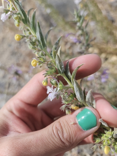 Trichostema lanceolatum, photograph 4