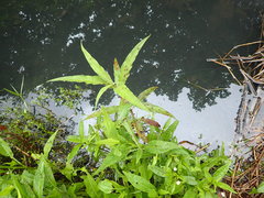 Persicaria lapathifolia lanata