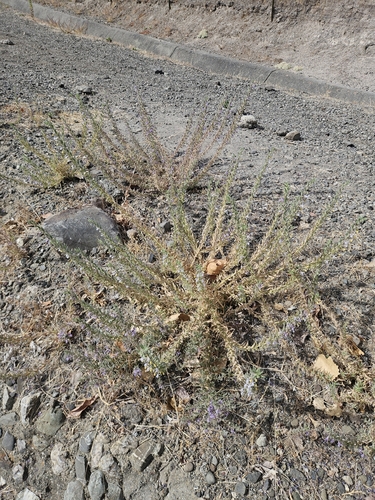 Trichostema lanceolatum, photograph 5