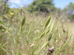 Brachypodium distachyon