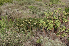 (c) Tony Rebelo, some rights reserved (CC BY-SA) Protea scolymocephala, photograph (c) Tony Rebelo, some rights reserved (CC BY-SA)