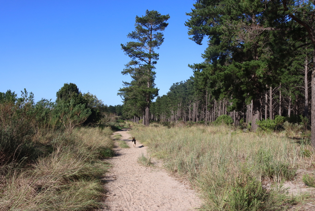 Pinus radiata; photograph (c) Tony Rebelo, some rights reserved (CC BY-SA)