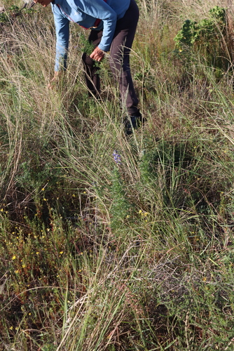 Lupinus angustifolius, photograph 1