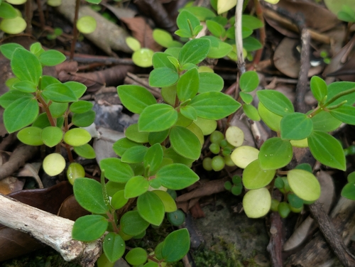 Peperomia observed 2026-09-20