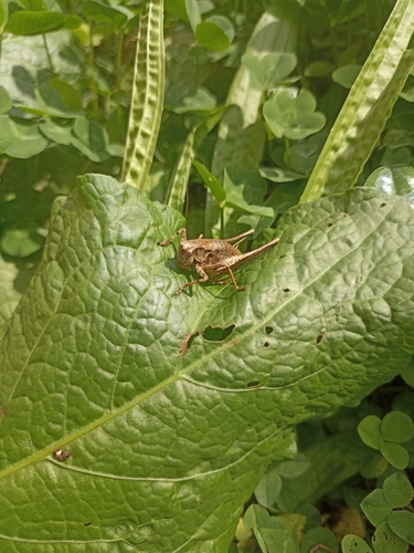 Dark Bush-cricket