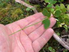 Peperomia leptostachya, photograph author not stated, no rights reserved