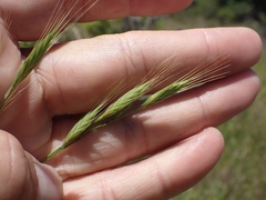 Brachypodium distachyon
