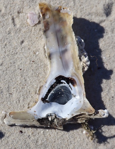 Southern hammer oyster