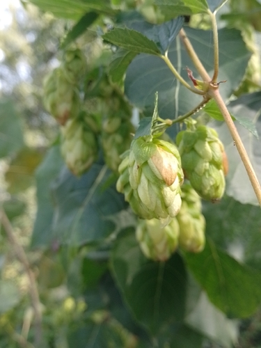 common hops