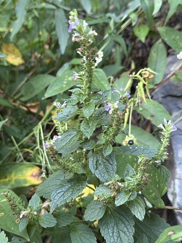 Teucrium viscidum observed 2026-09-21