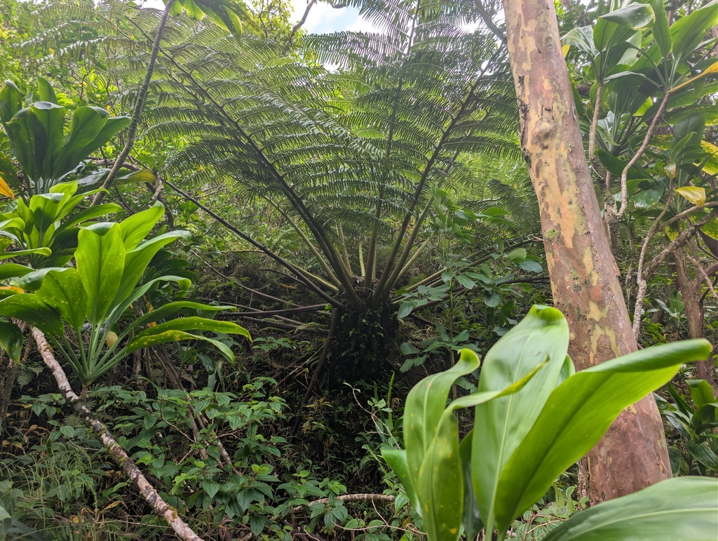 Angiopteris evecta; photograph author not stated, no rights reserved