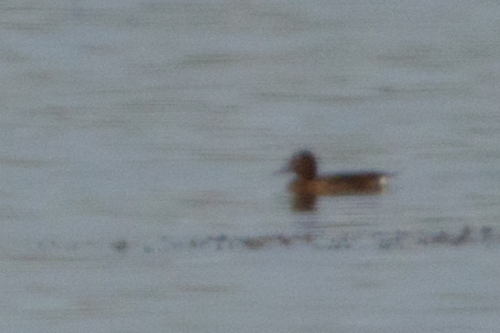 Ferruginous Duck