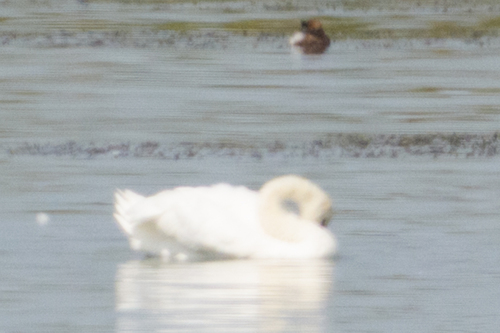 Mute Swan