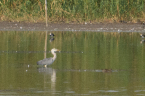 Grey Heron