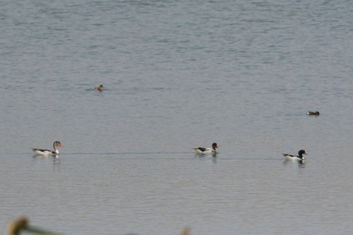 Common Shelduck