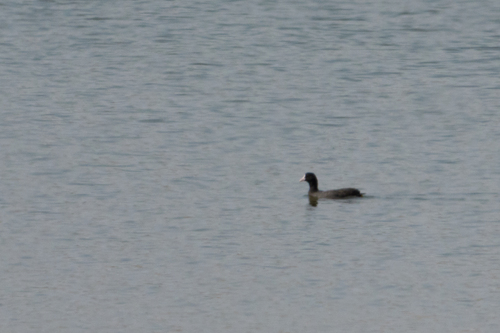 Eurasian Coot