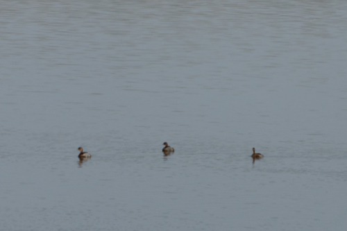 Little Grebe