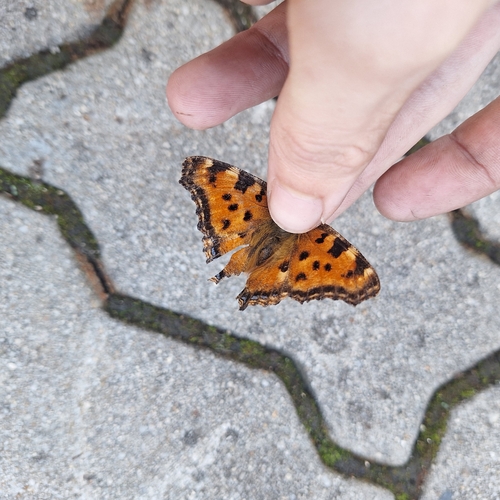 Large Tortoiseshell