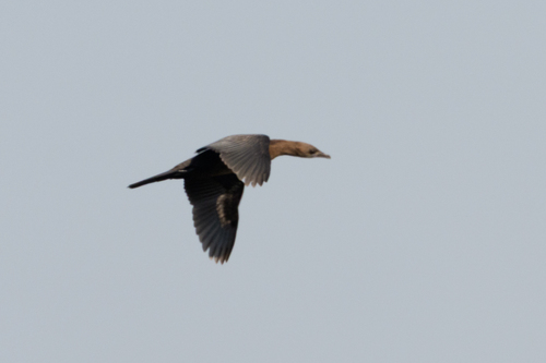Pygmy Cormorant