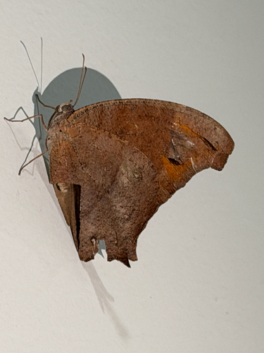 African Common Evening Brown