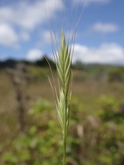 Brachypodium distachyon