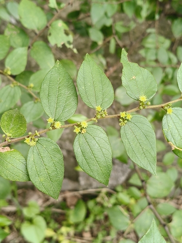 Ziziphus oenopolia observed 2026-09-21