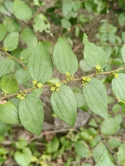 Ziziphus oenopolia