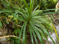 Freycinetia arborea