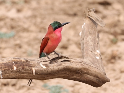 Southern Carmine Bee-eater