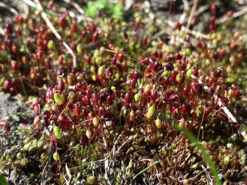 Gemmabryum coronatum observed 2026-09-21
