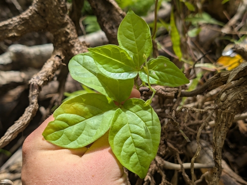 Dioscorea pentaphylla observed 2026-09-20