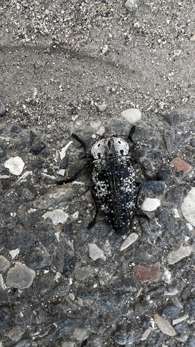 Capnodis miliaris