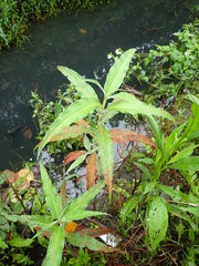 Persicaria lapathifolia lanata