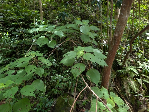 Pipturus albidus, photograph 3