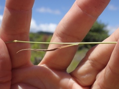 Brachypodium distachyon