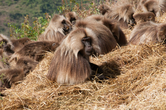 Theropithecus gelada gelada