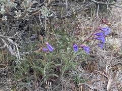 Penstemon roezlii