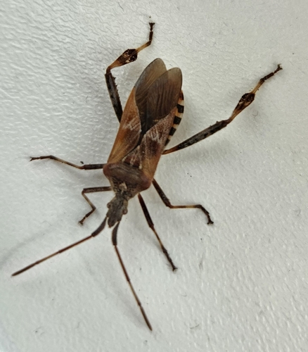 Western Conifer Seed Bug