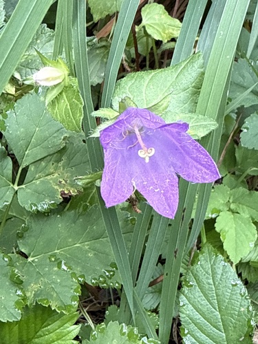 Nettle-leaved Bellflower