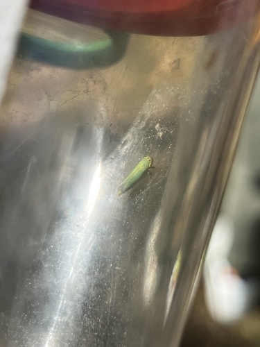 Green Leafhopper
