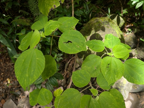 Pipturus albidus, 2026-09-20