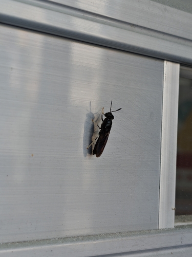Black Soldier Fly