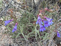 Penstemon roezlii