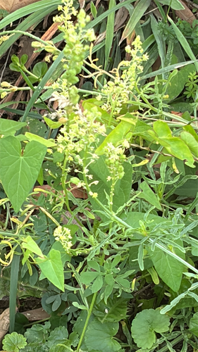 Wild Mignonette