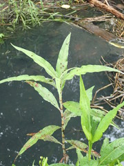 Persicaria lapathifolia lanata