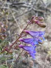 Penstemon roezlii