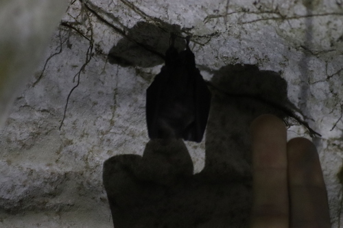 Lesser Horseshoe Bat